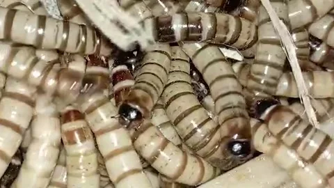 Close-up of live mealworms with striped bodies Stockbeeldmateriaal 314005262