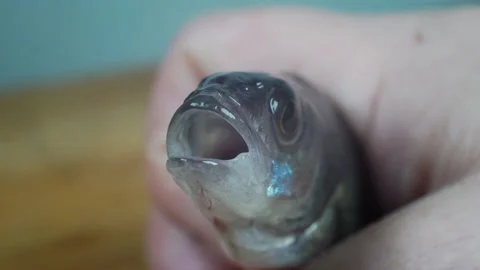 Close-up - a live perch in the hands of a man. Stock Footage 152313432