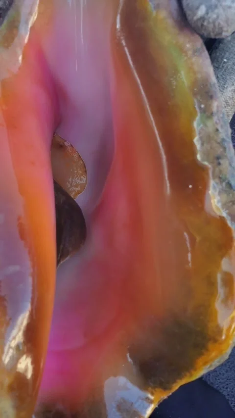 Close-up of live queen conch shell showing live animal inside vivid orange and Stockbeeldmateriaal 320663502