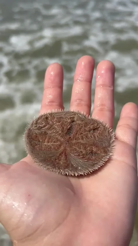 Close-Up of Live Sea Urchin (Sand Dollar) in Hand Stock Footage 314582592