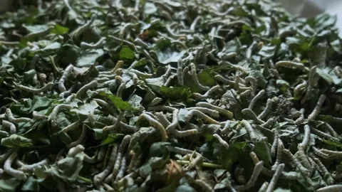 Close up of live silkworms crawling on fresh mulberry leaves at silk factory Stock Footage 315851153