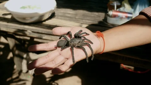 Close-up of a live tarantula placed in a hand palm Stock Footage 93572025