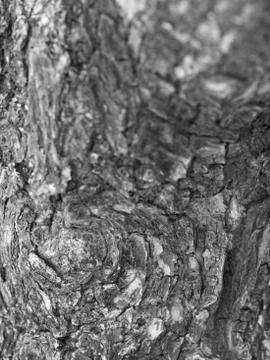 CLOSE-UP OF LIVING TREE BARK Stock Photos