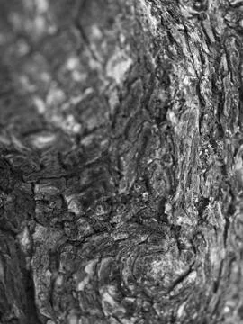 CLOSE-UP OF LIVING TREE BARK Stock Photos