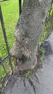 Close-up of a living tree trunk that has grown into and is bulging through an Stock Photos