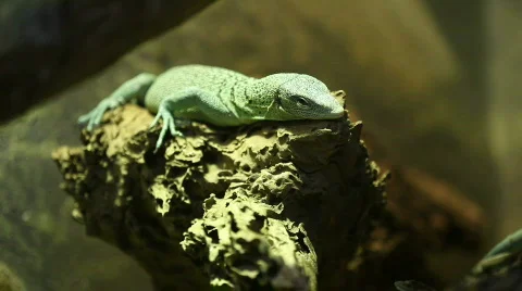 Close up of a lizard 03 Stock Footage 495154