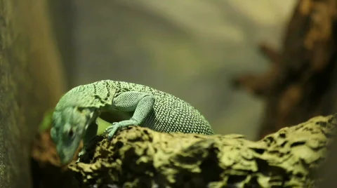 Close up of a lizard 05 Stock Footage 494986