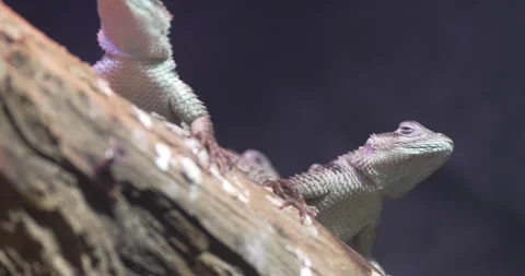 Close-up of a Lizard on a Branch Stock Footage 266006955