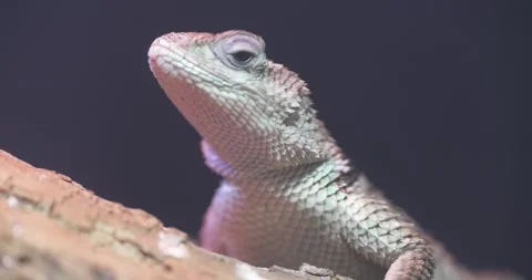 Close-up of a Lizard on a Branch Stock Footage 266544078