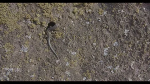 Close-Up of a Lizard at Château du Falkenstein, France Stock Footage 313582573