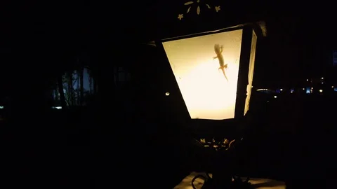 Close up of lizard climbing up inside a lamp at night 4k slow motion Stock Footage 108521578