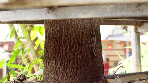 Close Up of Lizard Climbing Up a Tree Trunk 스톡 동영상 344019701