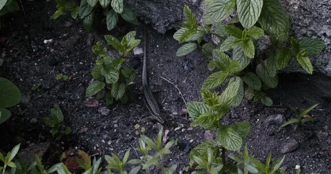 Close up of a lizard creeping through between peppermint leaves, moving camera Stock Footage 108610486