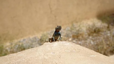 Close Up Lizard in the Desert Stock Photos