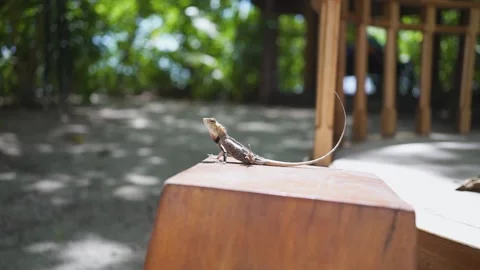 Close-up lizard enjoys the sun's rays. Video stock 146888032