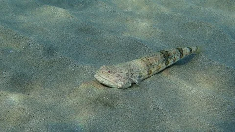 Close-up of Lizard fish lies on sandy bottom in sun rays. Slender Lizardfish or Stock Footage 127192724