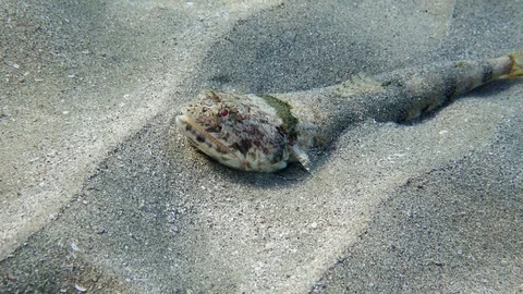 Close-up of Lizard fish lies on sandy bottom in sun`s rays. Slender Lizardfish Stock Footage 127494482
