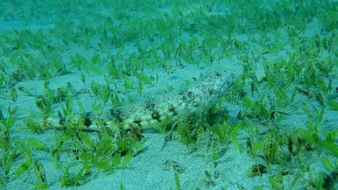 Close-up of Lizard fish lies on sandy bottom covered with green seagrass in sun Stock Footage 127494830