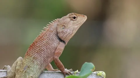Close-up of lizard Stock Footage 22012461