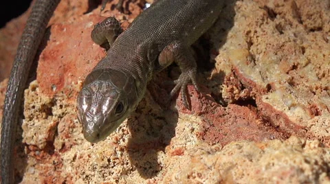 Close up on a lizard Stock Footage 42015894