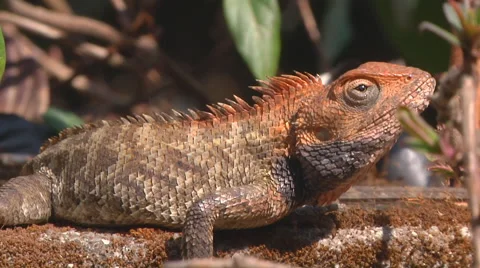 Close up of Lizard Stock Footage 65414875