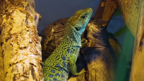 Close up of Lizard Stock Footage 142742074