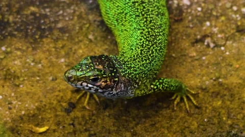 Close up of lizard Stock Footage 144215233