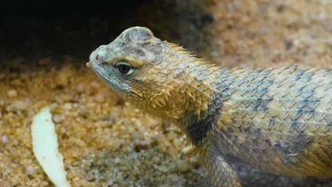 Close up of a lizard  Stock Footage 144318784