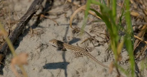 Close up of  lizard  Stock Footage 151858493