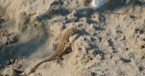 Close up of  lizard  Stock Footage 151858508