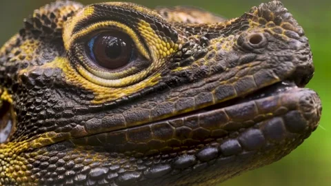 A close up of a lizard Stock Footage 263559627