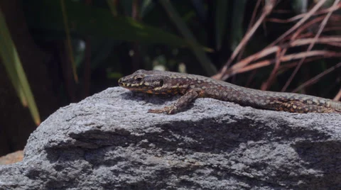 Close up of a lizard on granite stone Video stock 39476815
