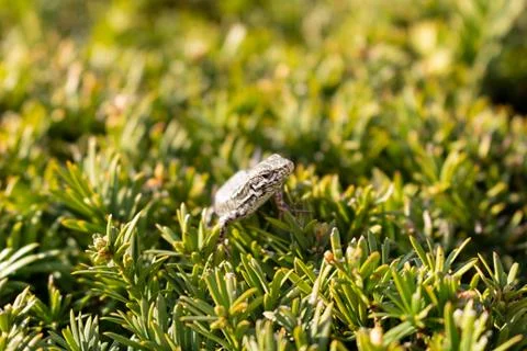 Close-up of a lizard on the grass Stock Photos