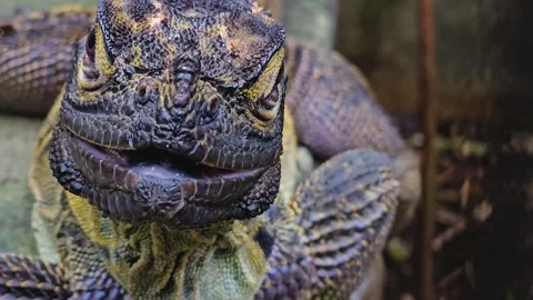 Close up of a Lizard head  Stock Footage 263887598