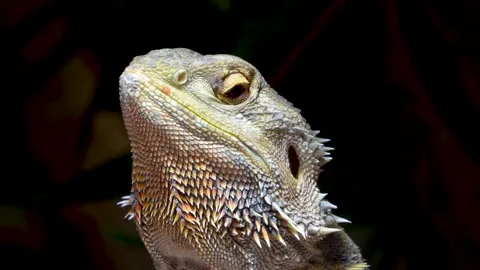 Close up of a Lizard head Stock Footage 278014368