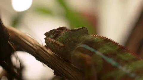 Close up lizard iguana chameleon Stock Footage 315163343