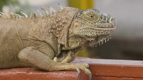 Close up of lizard iguana resting on bench on sunny day, Tortuguero, Costa Rica Stock Footage 141247247