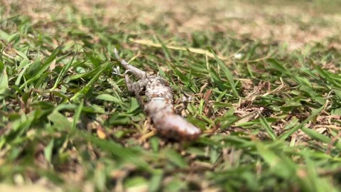 Close-up lizard lies in the grass as tiny ants circle around lizard body. Stock Footage 329600311