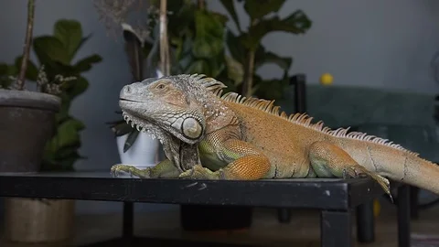 Close-up The lizard looks at the camera and opens its mouth. The concept of Stock Footage 91071342