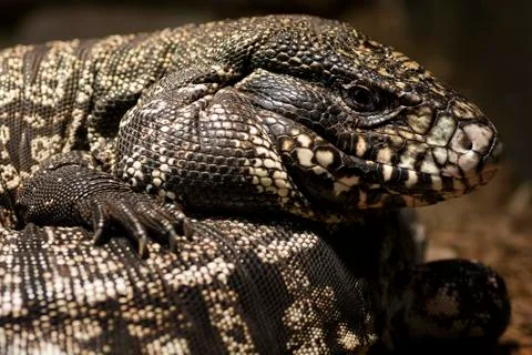 Close-up of lizard Stock Photos