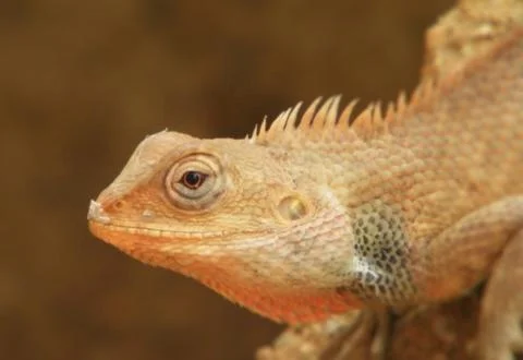 Close up of lizard Stock Photos