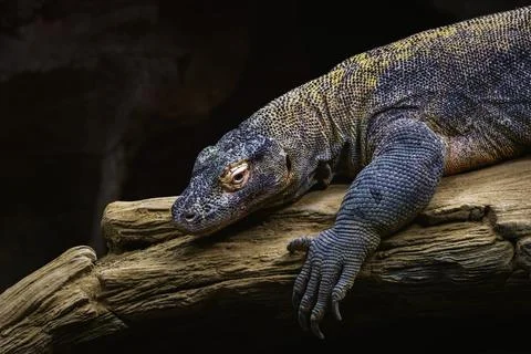 A close up of a lizard Stock Photos