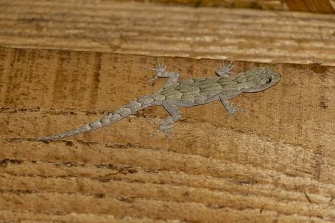 Close up lizard Stock Photos