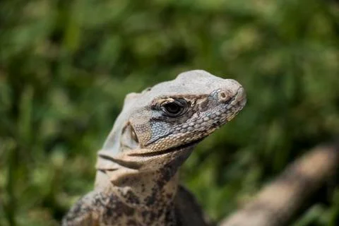 Close up of lizard. Reptile macro. Stock Photos