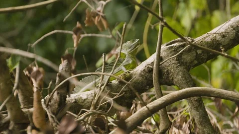 Close up of lizard resting on bush branch in forest, Tortuguero, Costa Rica Stock Footage 141252069