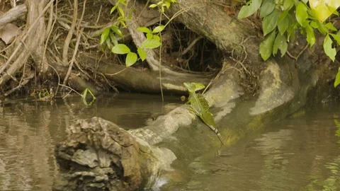 Close up of lizard resting on bush branch in forest, Tortuguero, Costa Rica Stock Footage 141252199