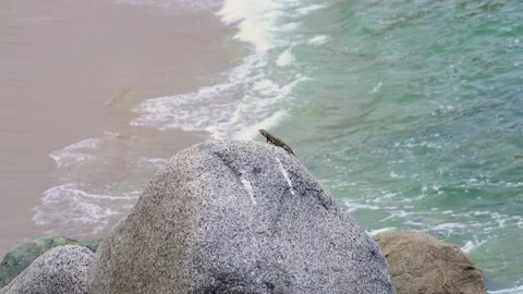 Close-up of a lizard resting on the tip of a rock with the background of the sea Stock Footage 194467775