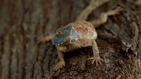 A Close-Up Of A Lizard Resting On A Tree And Looking Around Vídeo Stock 347655497
