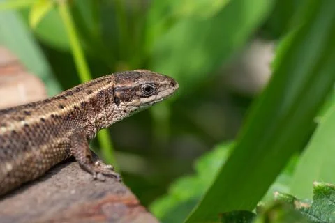 Close-up of a lizard resting on a wooden surface surrounded by lush green f.. Stock Photos