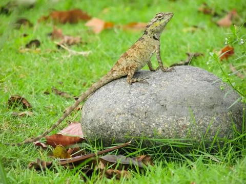 Close-up of a lizard on a rock Stock Photos